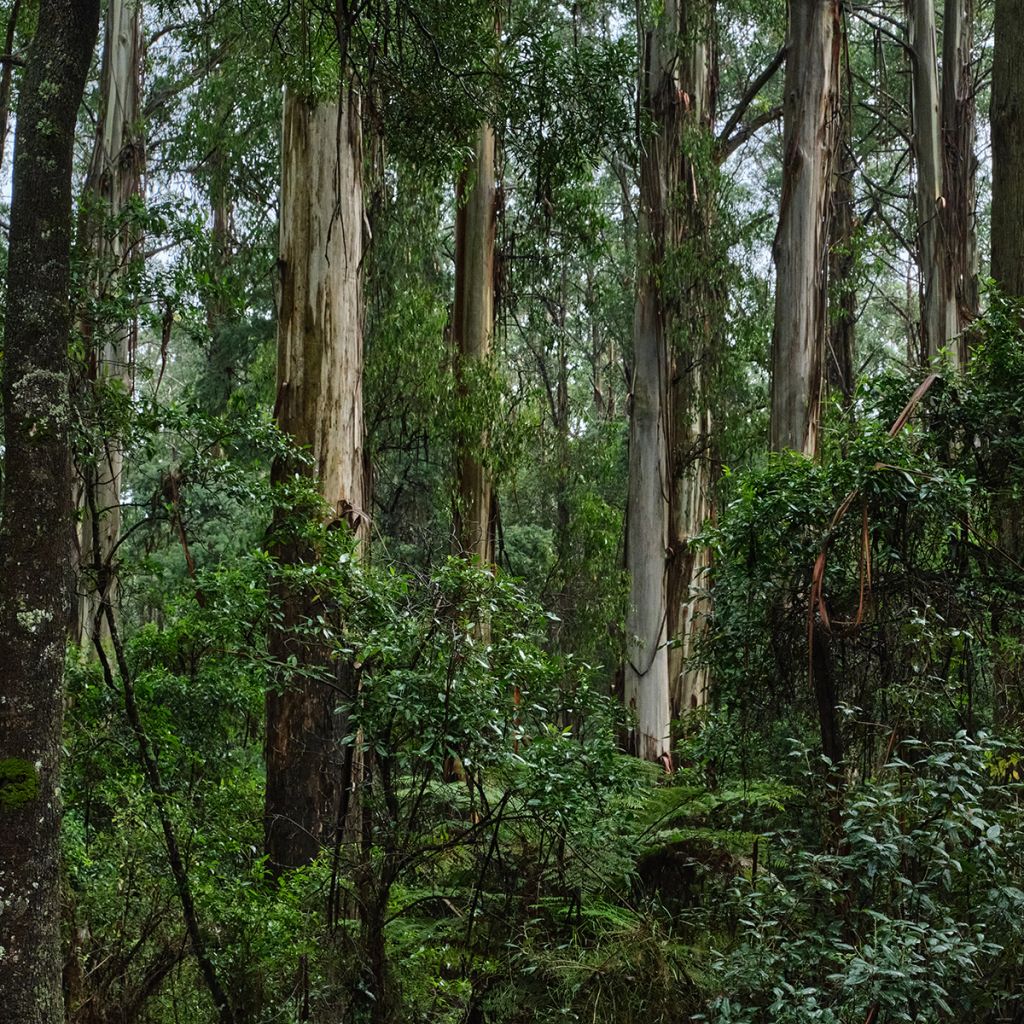 Eucalyptus regnans - Eucalipto australiano