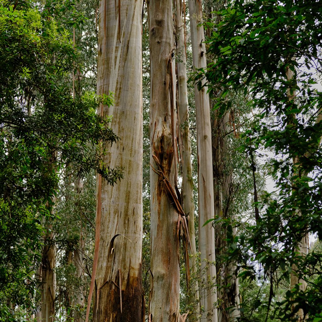 Eucalyptus regnans - Eucalipto australiano