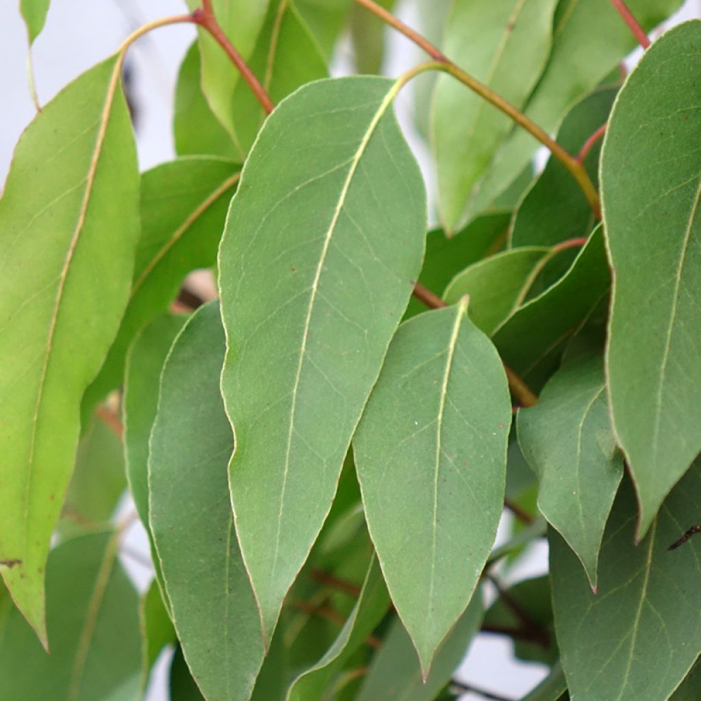 Eucalyptus regnans - Eucalipto australiano