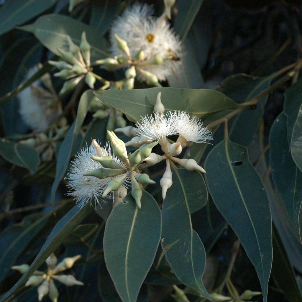 Eucalyptus robusta - Eucalipto robusto