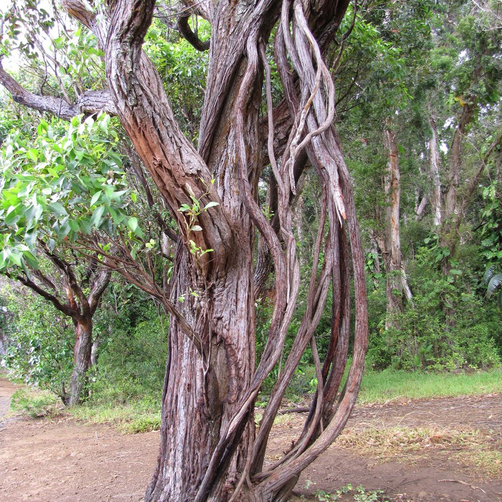 Eucalyptus robusta - Eucalipto robusto