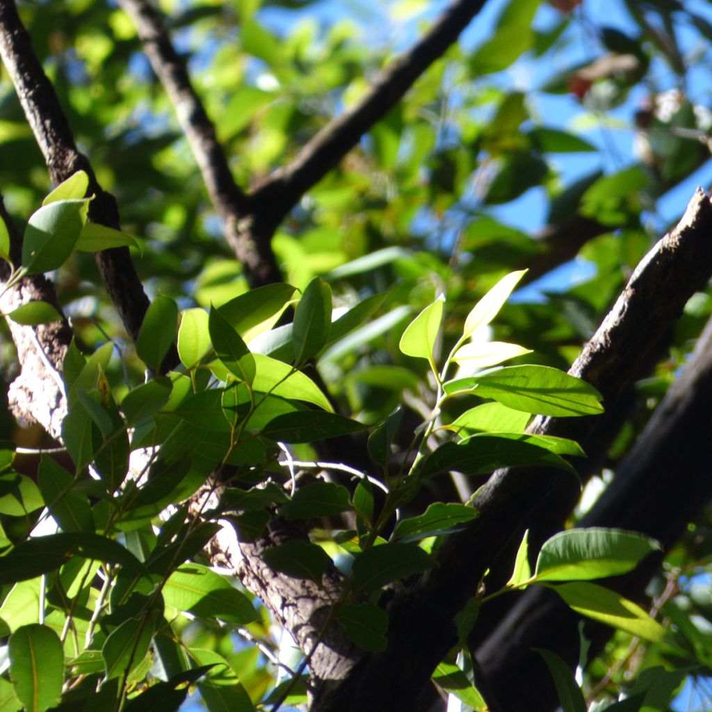 Eucalyptus robusta - Eucalipto robusto