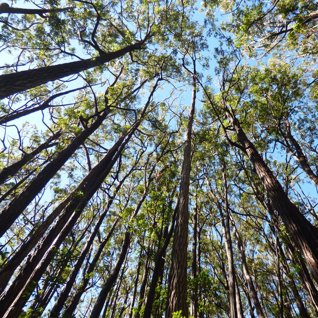 Eucalyptus robusta - Eucalipto robusto