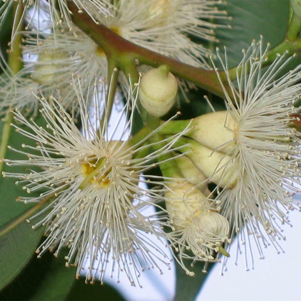 Eucalyptus robusta - Eucalipto robusto