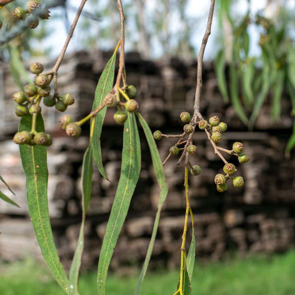 Eucalyptus robusta - Eucalipto robusto