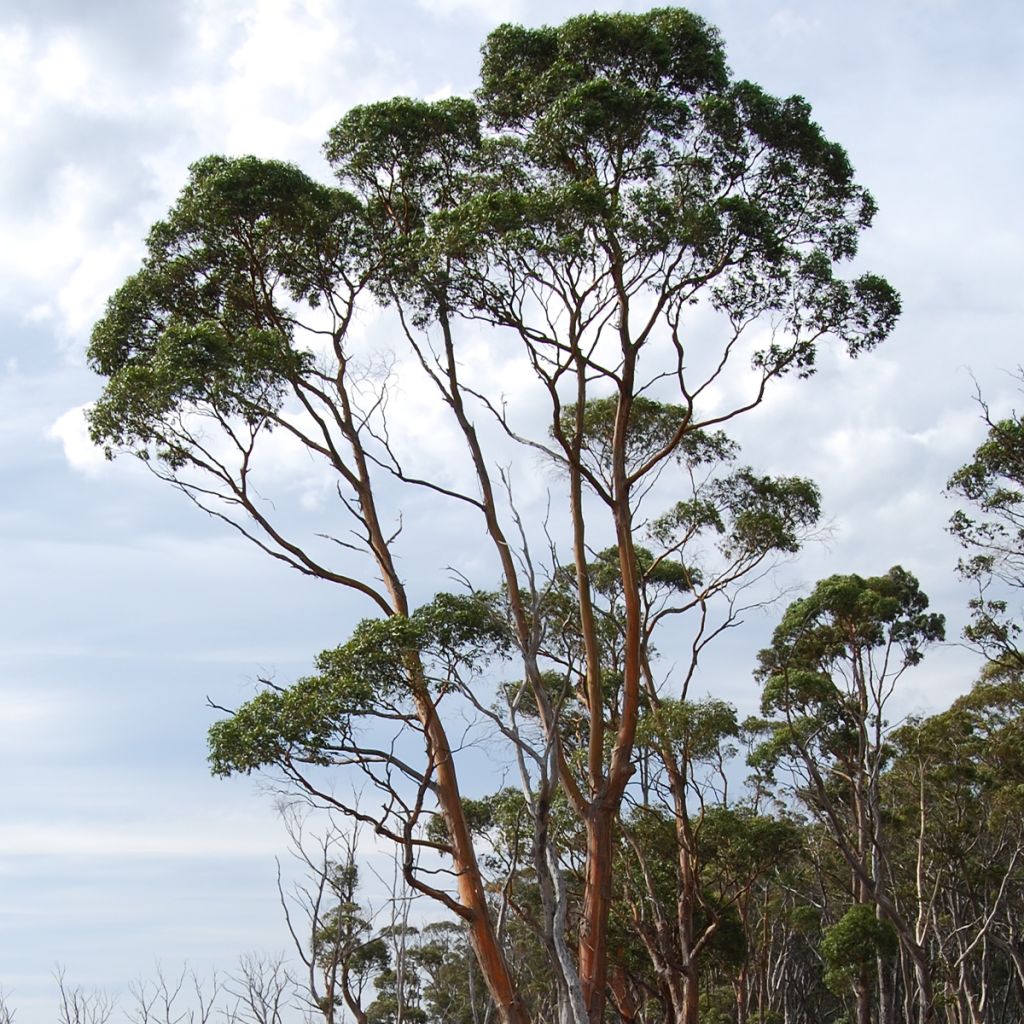 Eucalyptus rodwayi - Eucalipto