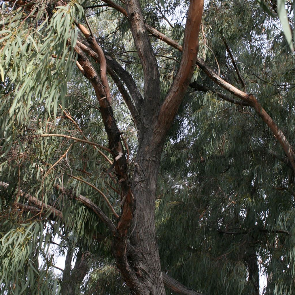 Eucalyptus rodwayi - Eucalipto