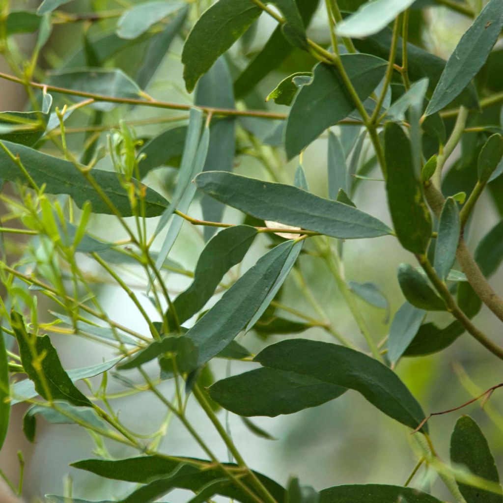 Eucalyptus rodwayi - Eucalipto