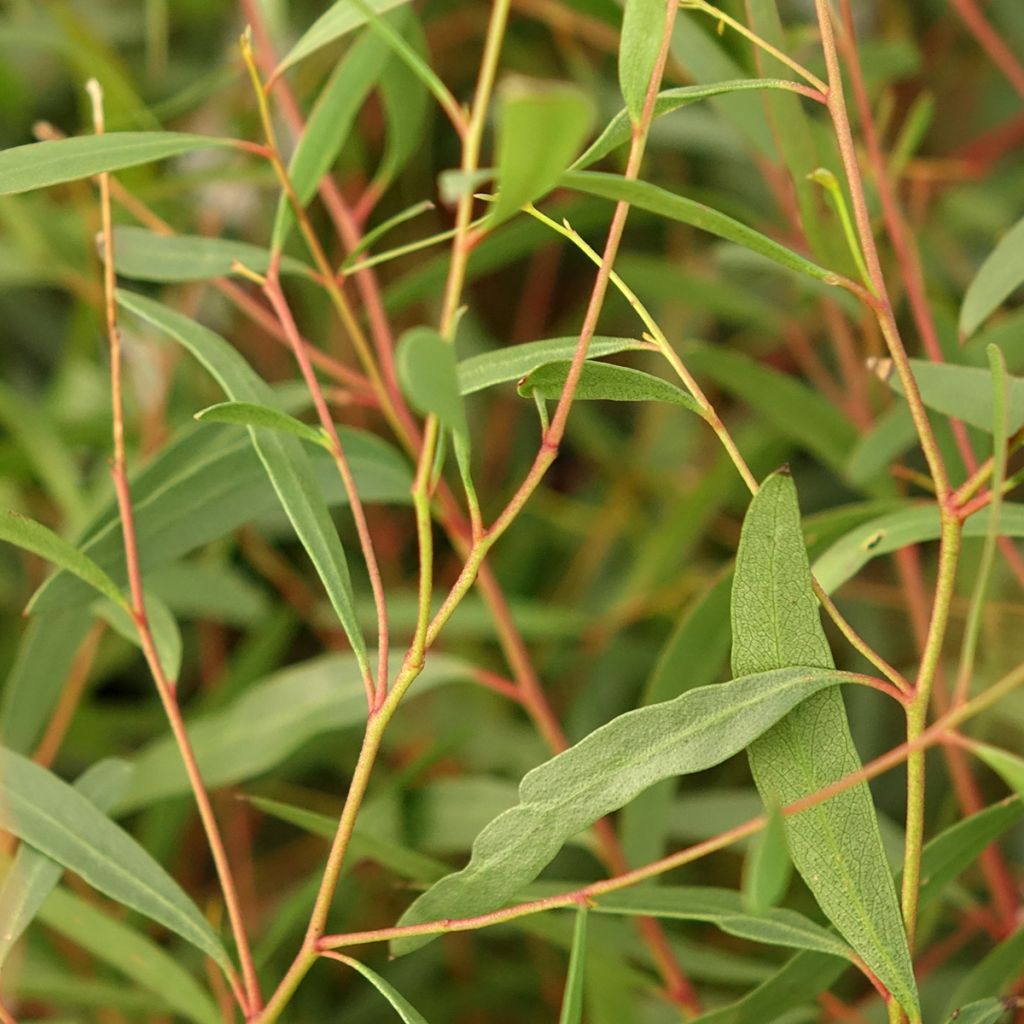 Eucalyptus rodwayi - Eucalipto