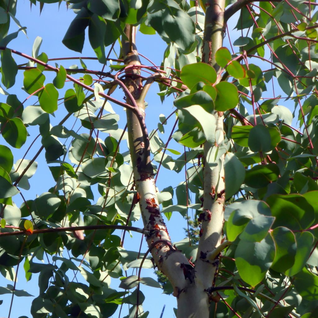 Eucalyptus rubida - Eucalipto