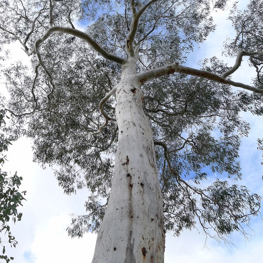 Eucalyptus rubida - Eucalipto