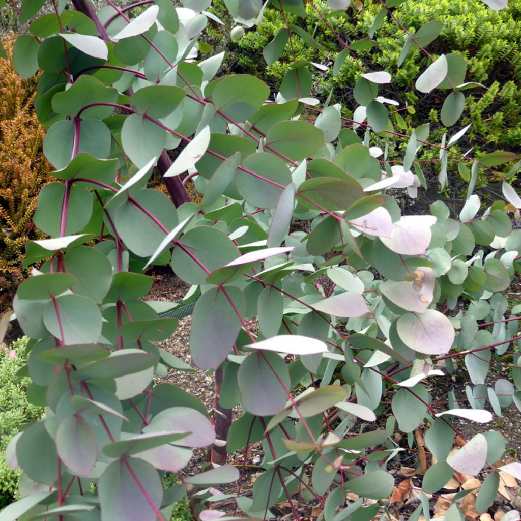 Eucalyptus rubida - Eucalipto