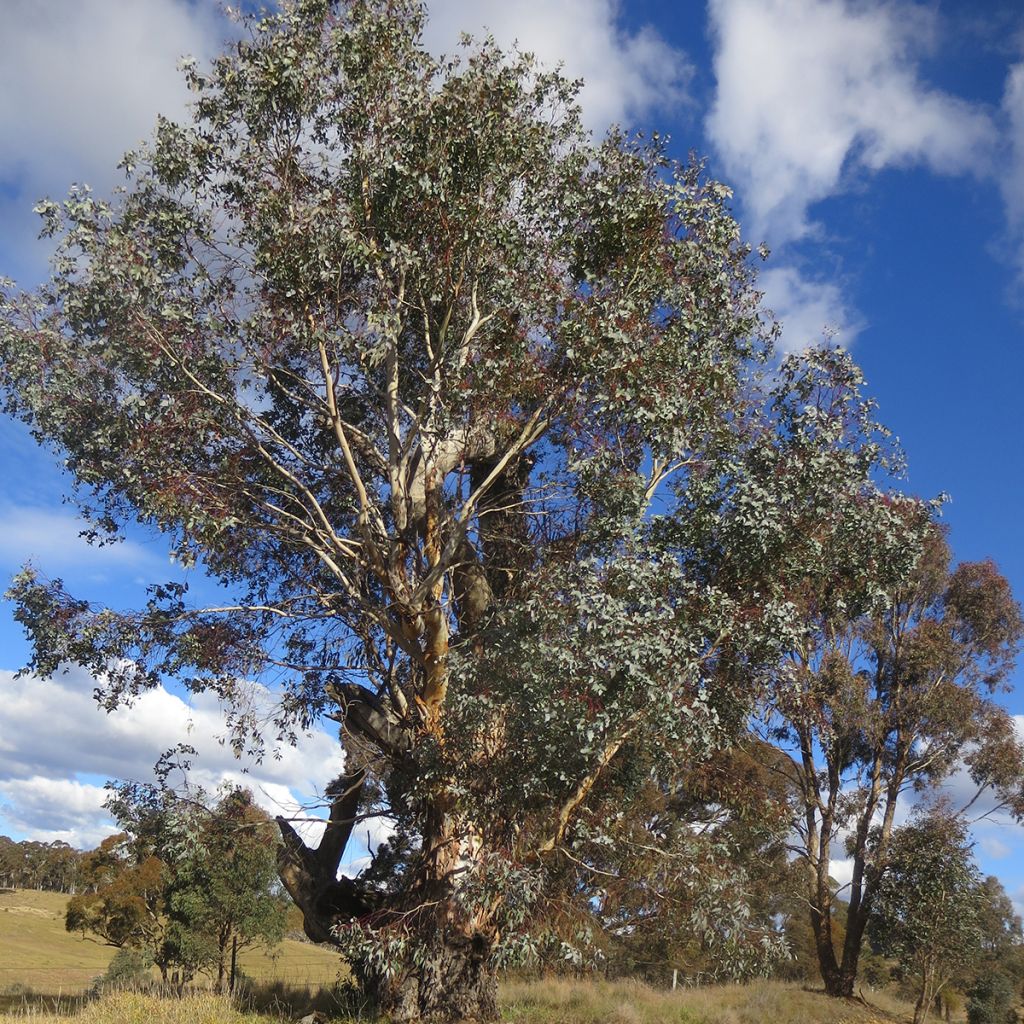 Eucalyptus rubida - Eucalipto