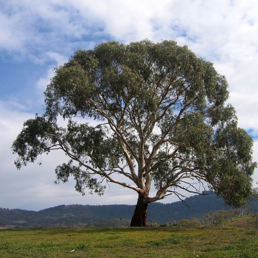 Eucalyptus rubida - Eucalipto