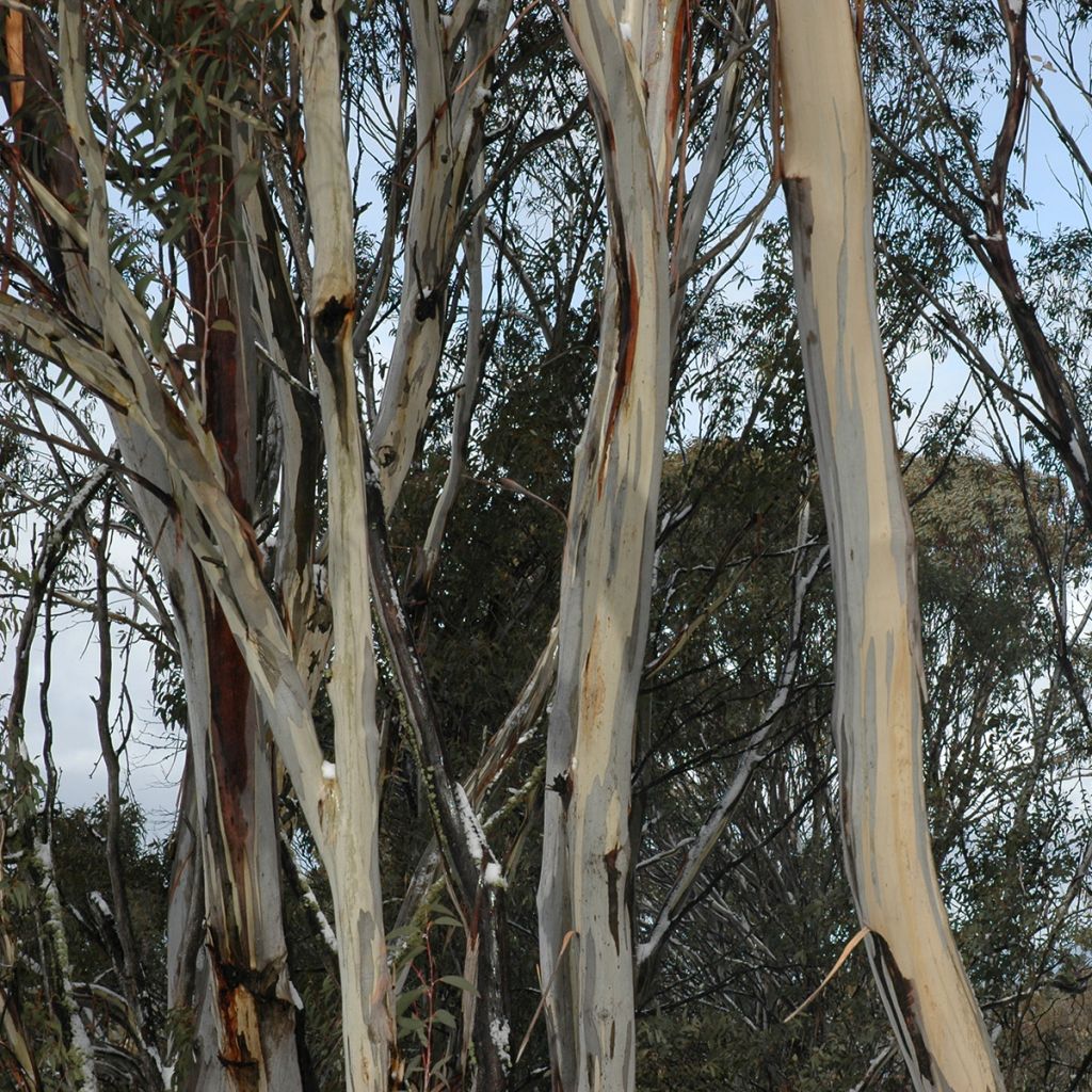 Eucalyptus saligna - Eucalipto