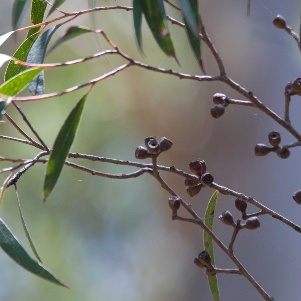 Eucalyptus stricta - Eucalipto