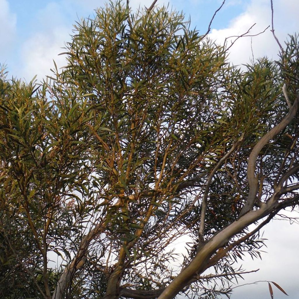 Eucalyptus stricta - Eucalipto