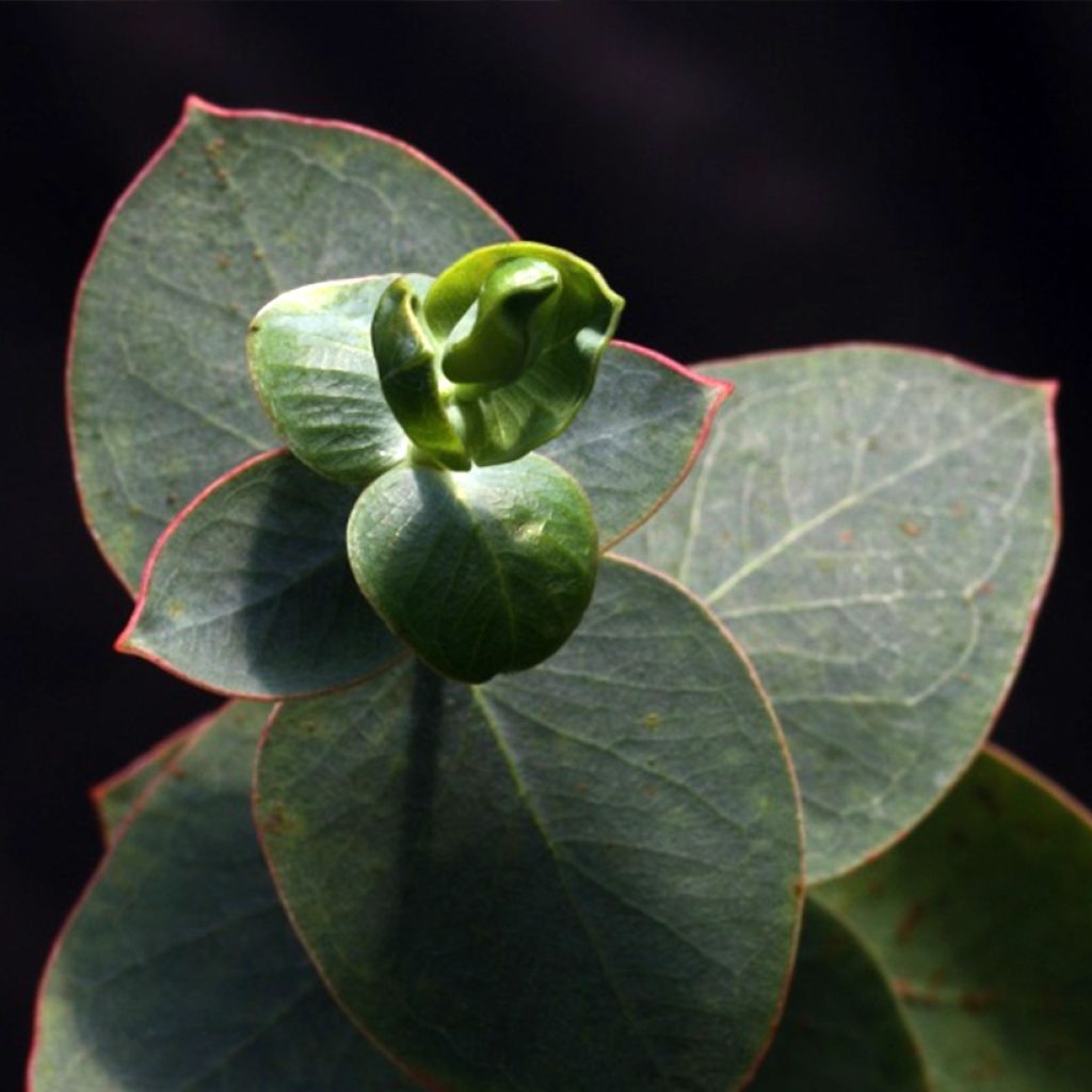 Eucalyptus sturgissiana - Eucalipto