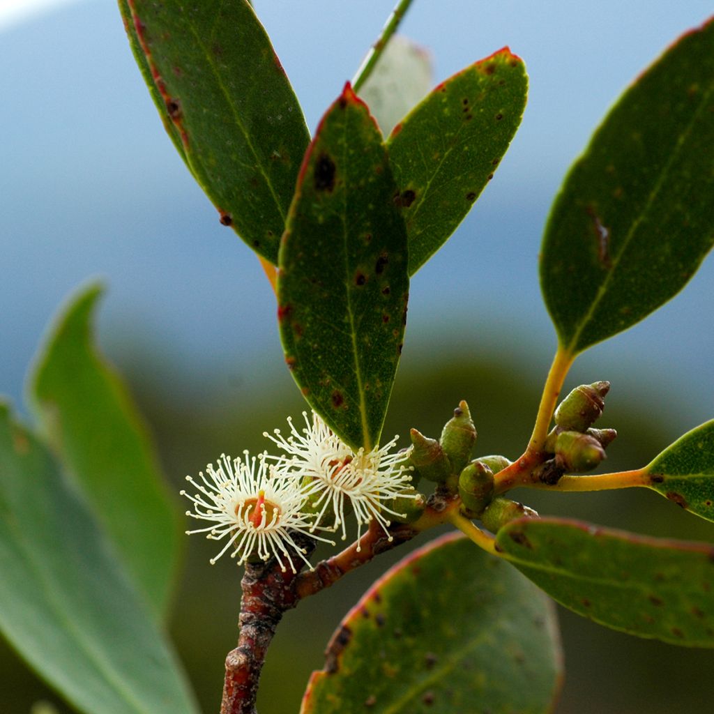 Eucalyptus subcrenulata - Eucalipto