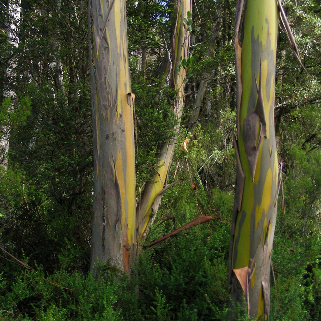 Eucalyptus subcrenulata - Eucalipto