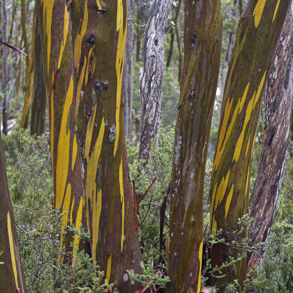 Eucalyptus subcrenulata - Eucalipto