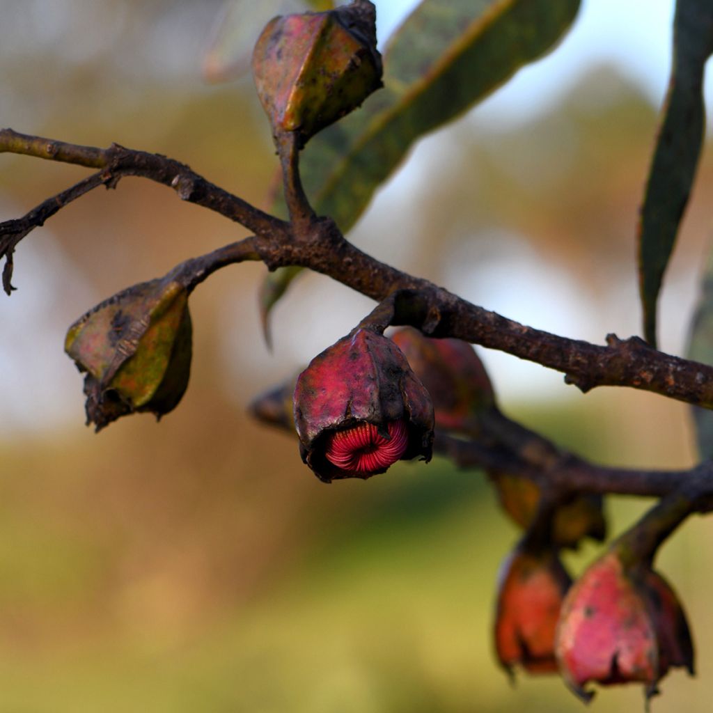 Eucalyptus tetraptera - Eucalipto