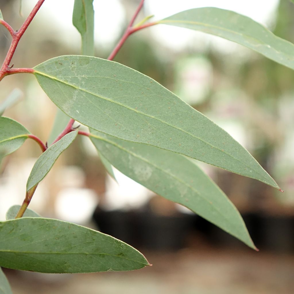 Eucalyptus tetraptera - Eucalipto