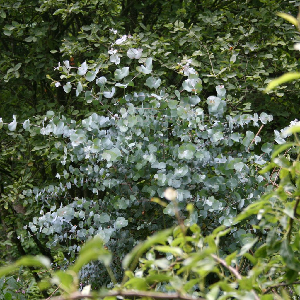 Eucalyptus urnigera f.glaucus - Eucalipto