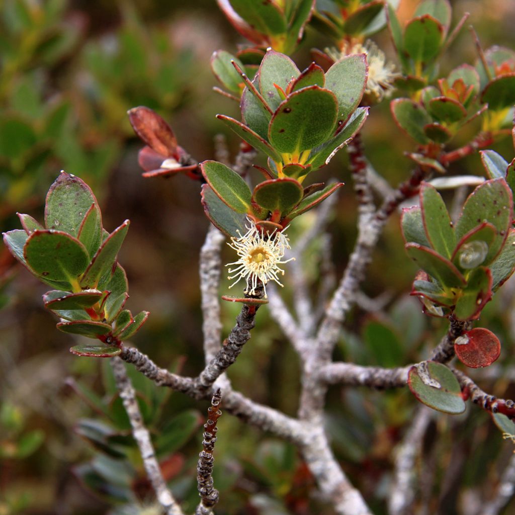 Eucalyptus vernicosa Mt Hartz - Eucalipto