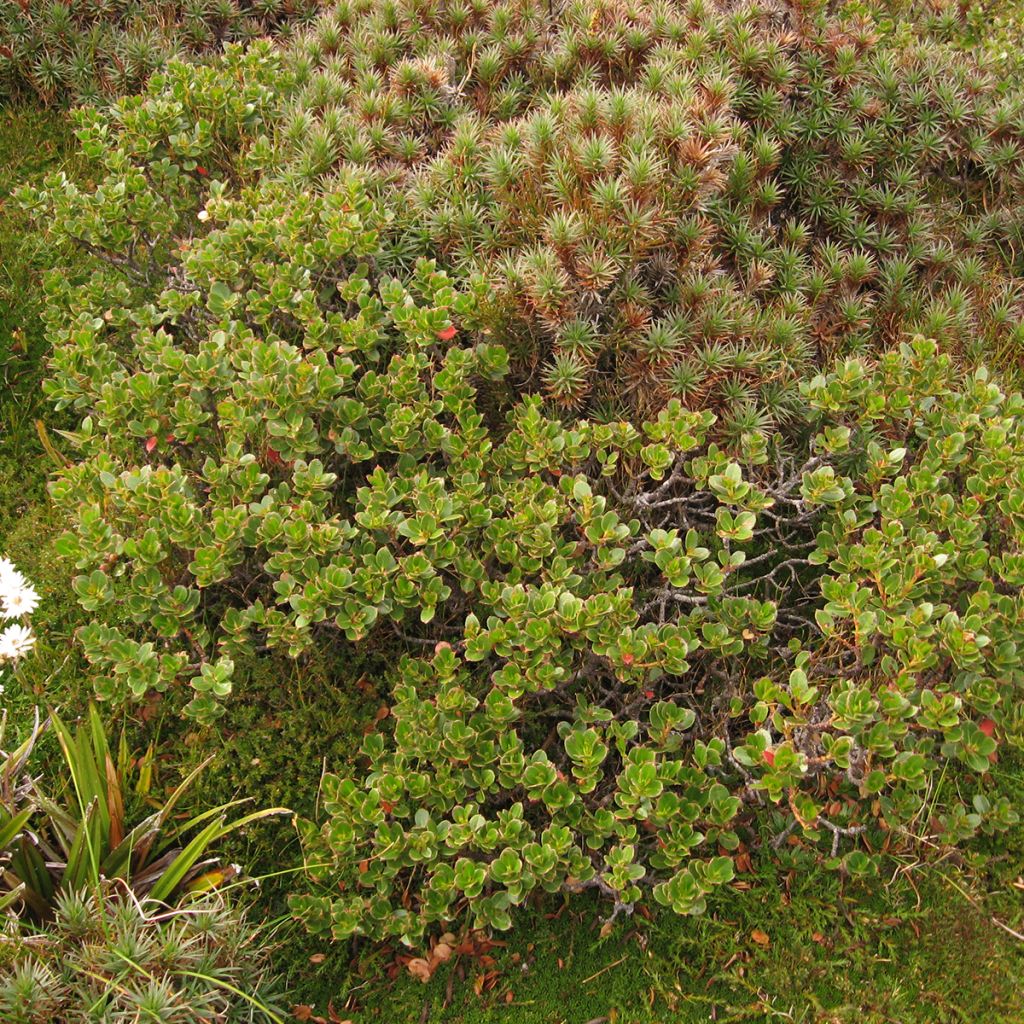 Eucalyptus vernicosa Mt Hartz - Eucalipto