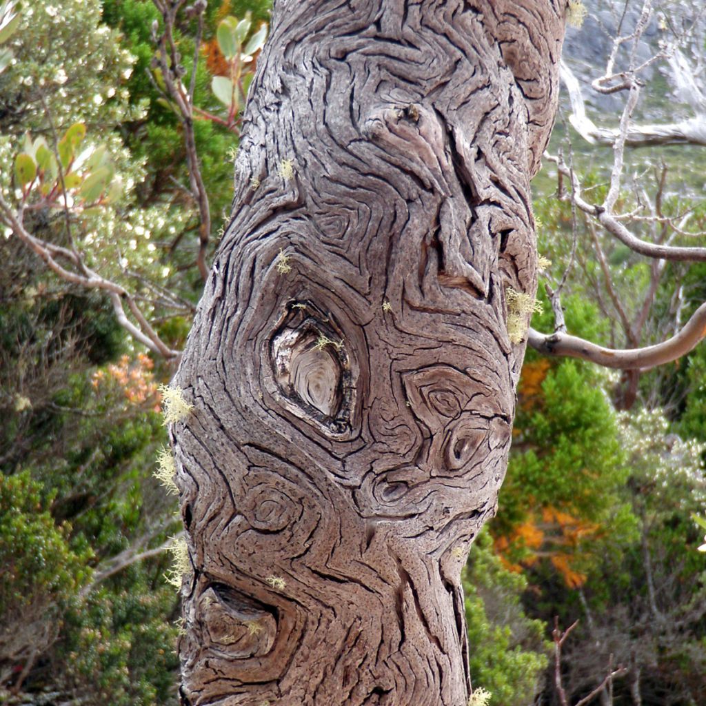 Eucalyptus vernicosa Mt Hartz - Eucalipto