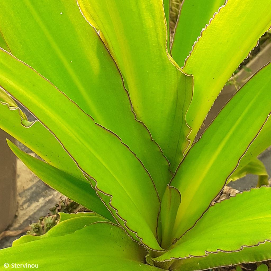 Eucomis comosa Can Can - Giglio di ananas