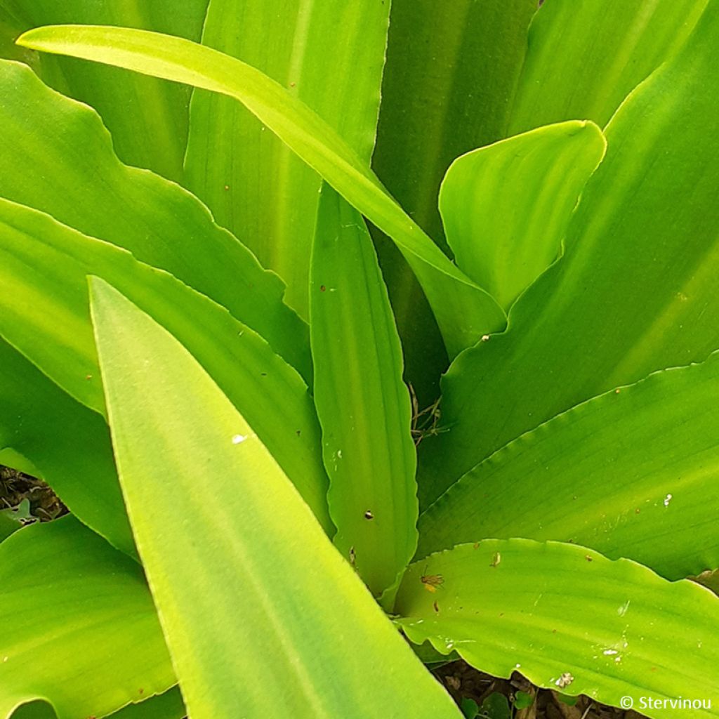 Eucomis comosa Can Can - Giglio di ananas