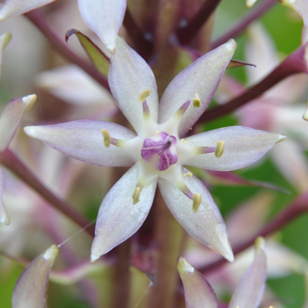 Eucomis comosa Sparkling Burgundy