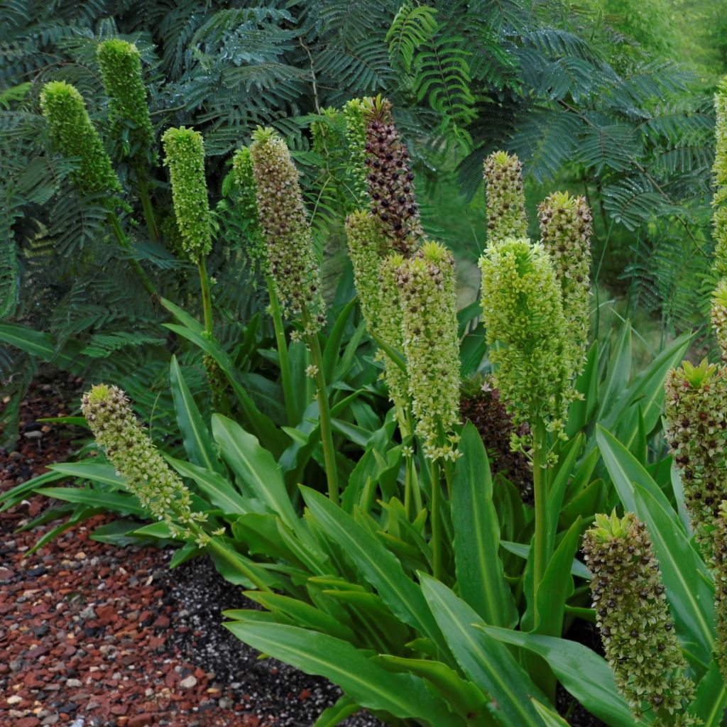 Eucomis pole-evansii