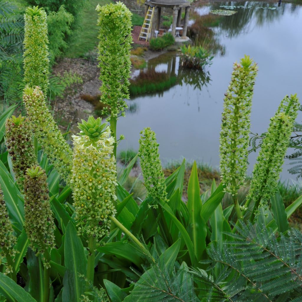 Eucomis pole-evansii