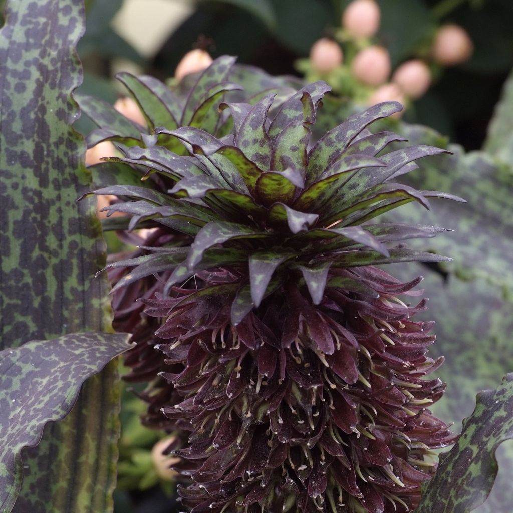 Eucomis vandermerwei - Giglio di ananas