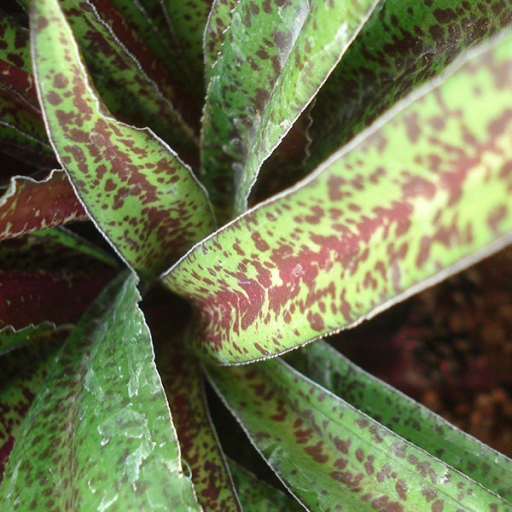 Eucomis vandermerwei - Giglio di ananas