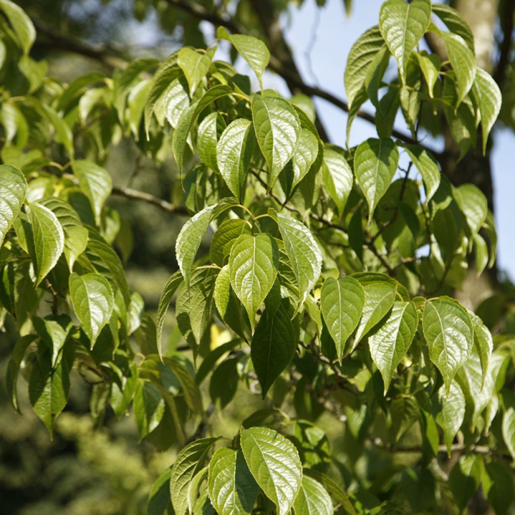 Eucommia ulmoides