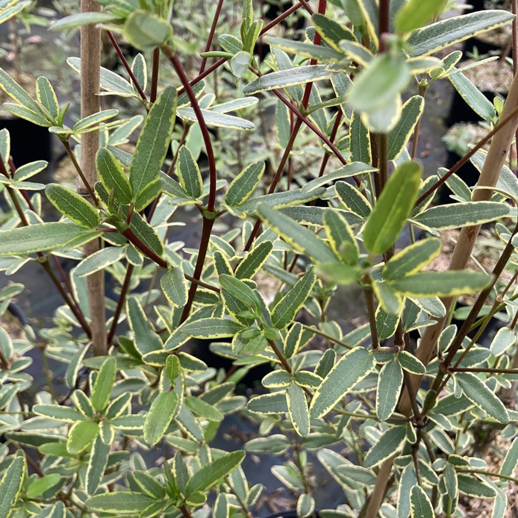 Eucryphia lucida Gilt Edge