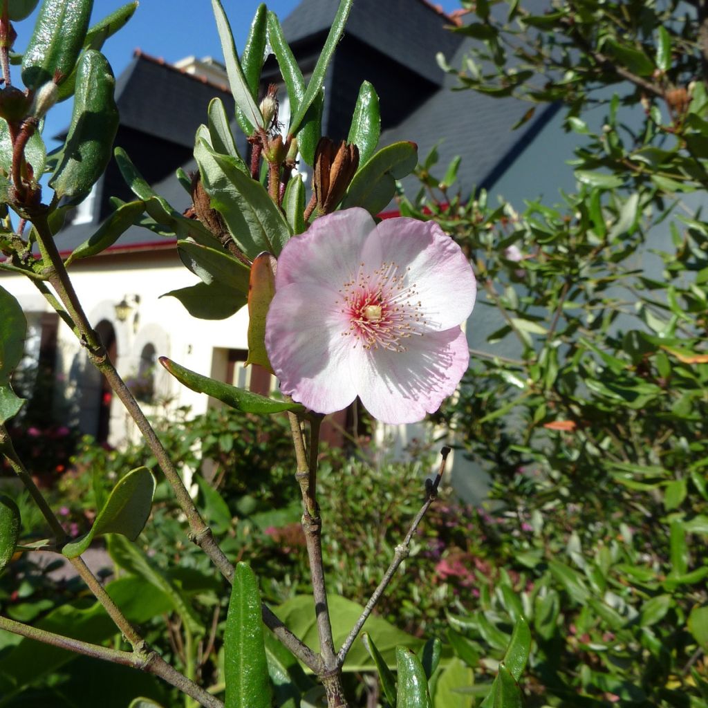 Eucryphia lucida Pink cloud - Eucryphia luisant