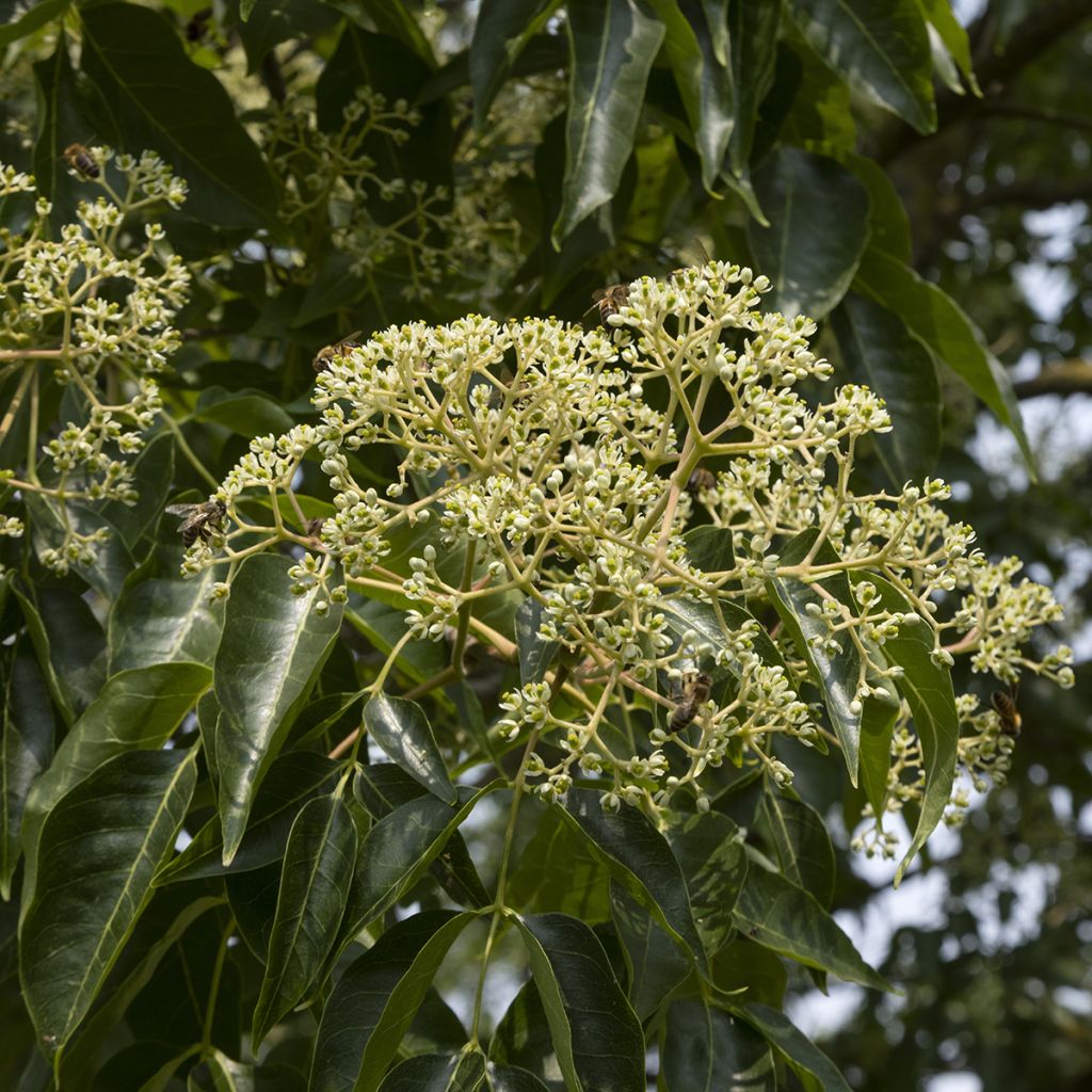 Tetradium daniellii - Evodia