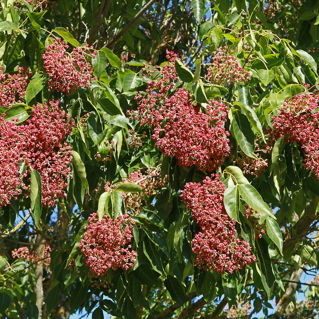 Tetradium daniellii - Evodia