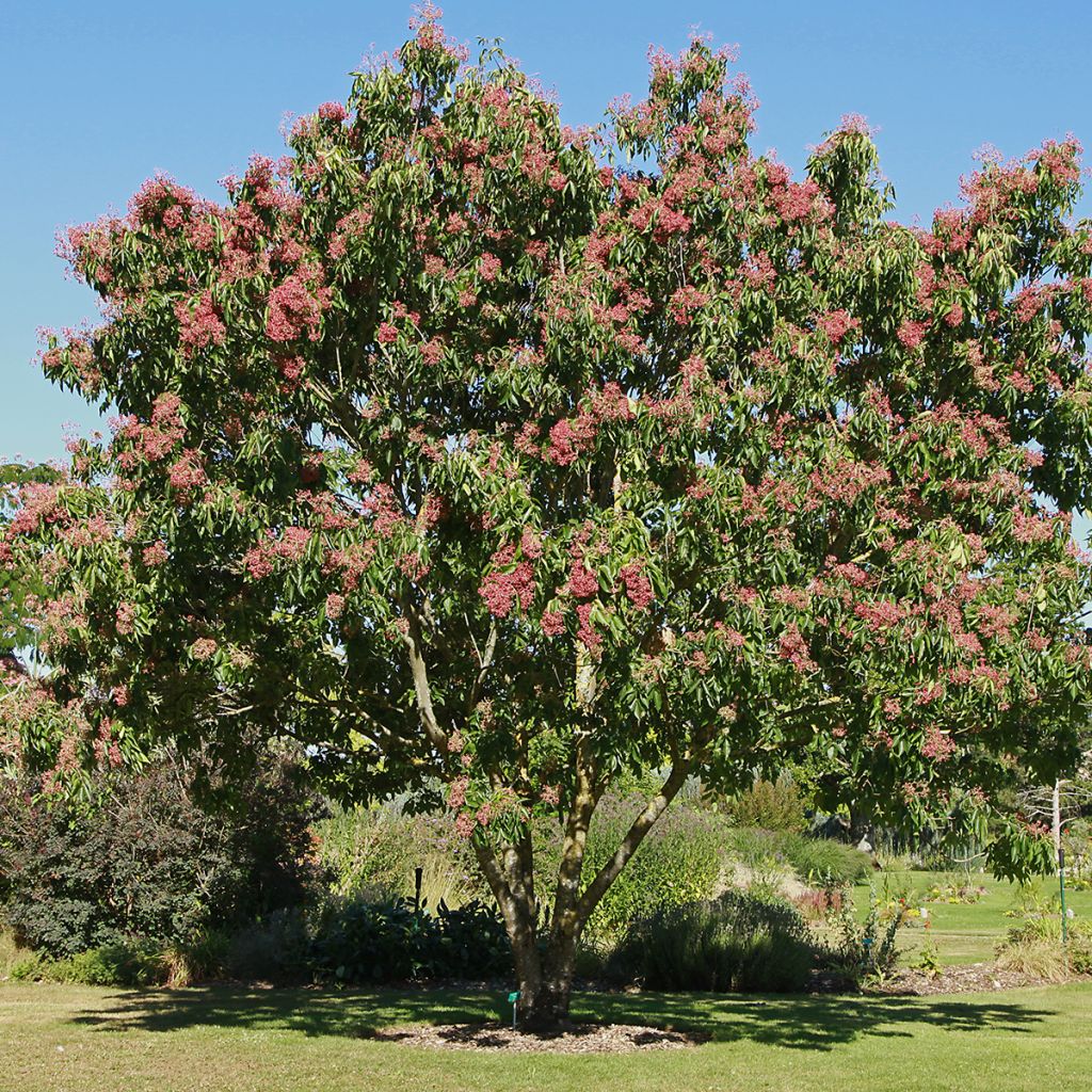 Tetradium daniellii - Evodia