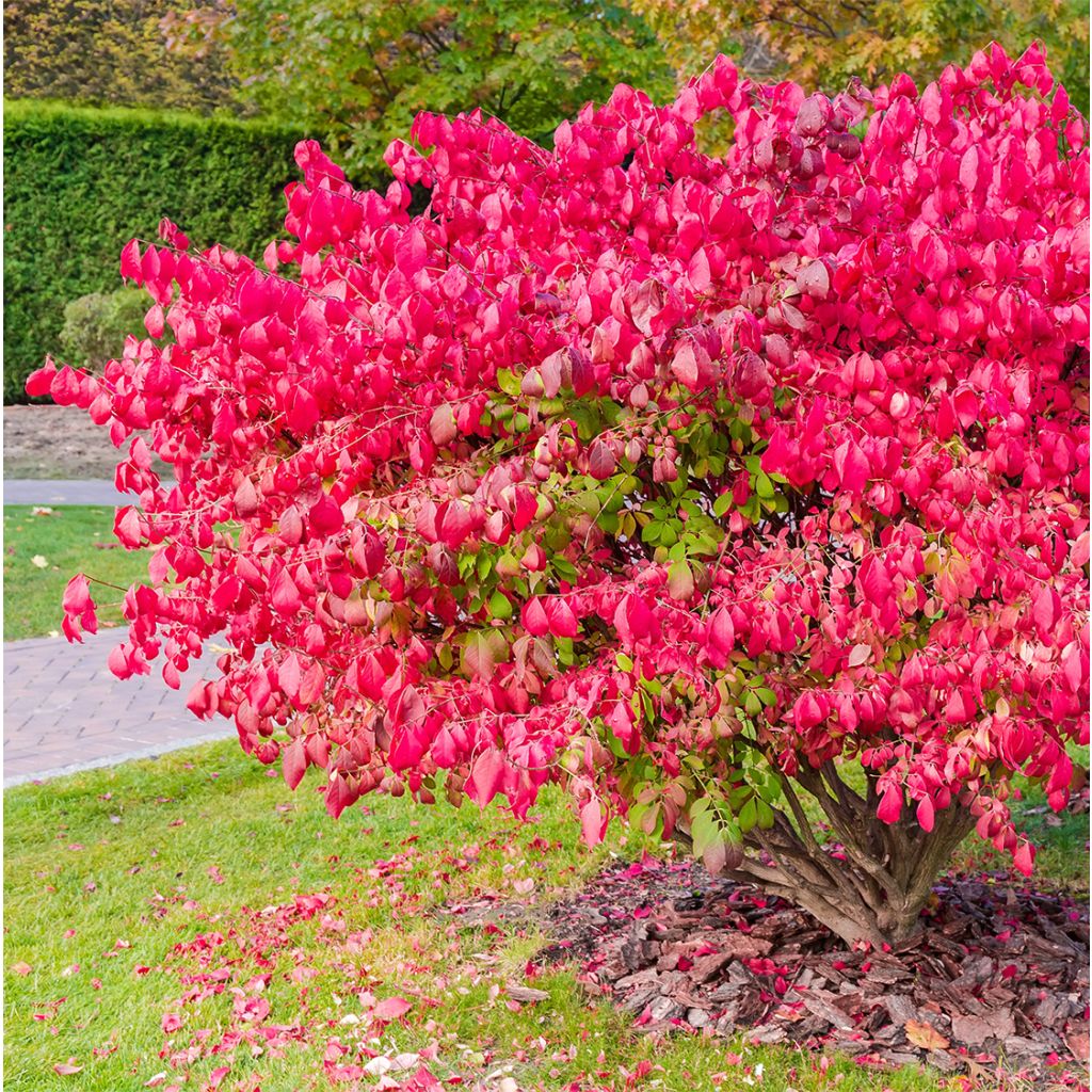 Euonymus alatus Ciliatodentatus - Fusain ailé