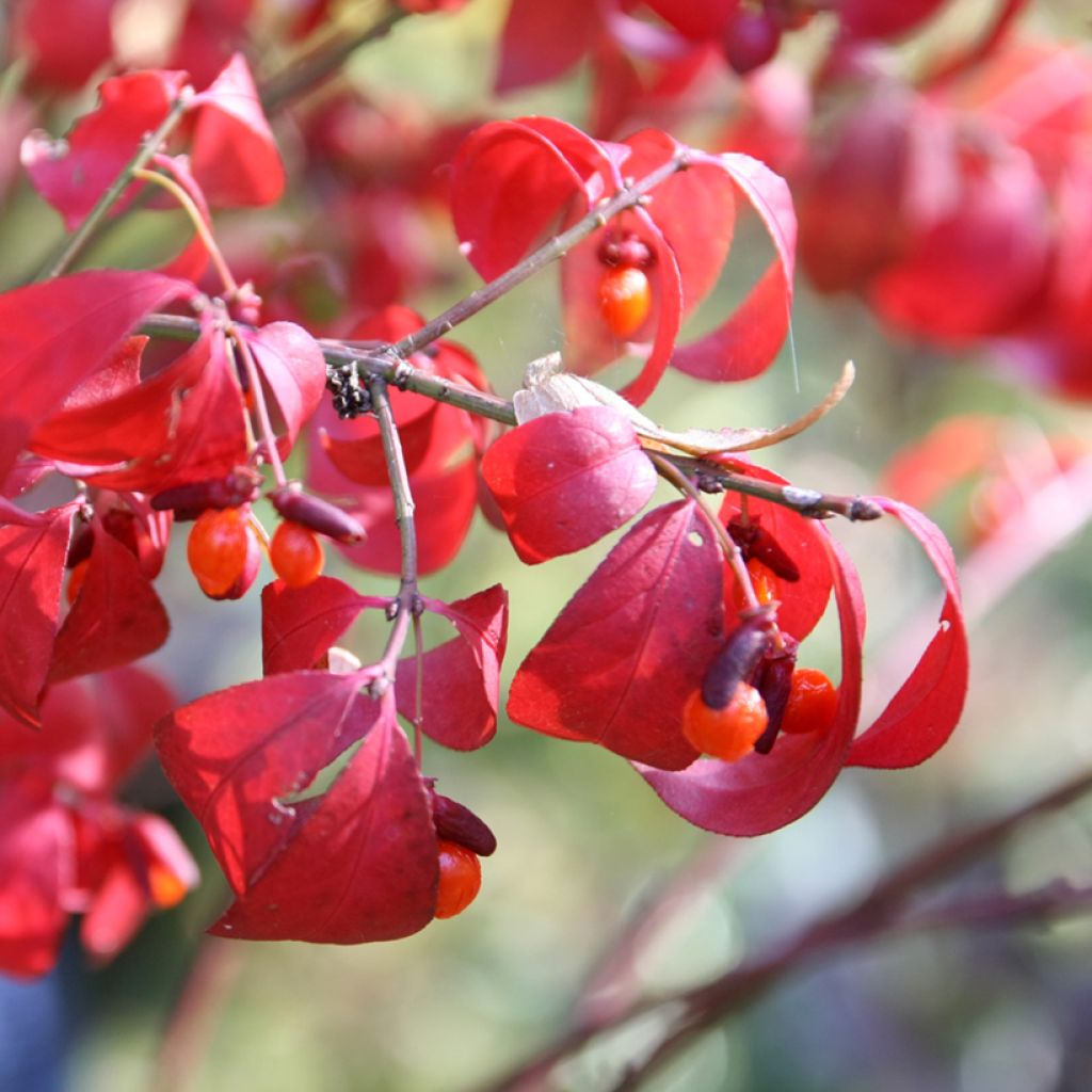 Euonymus alatus Compactus - Evonimo alato