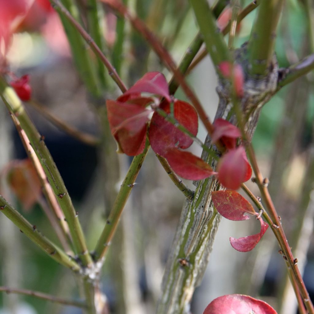 Euonymus alatus Compactus - Evonimo alato