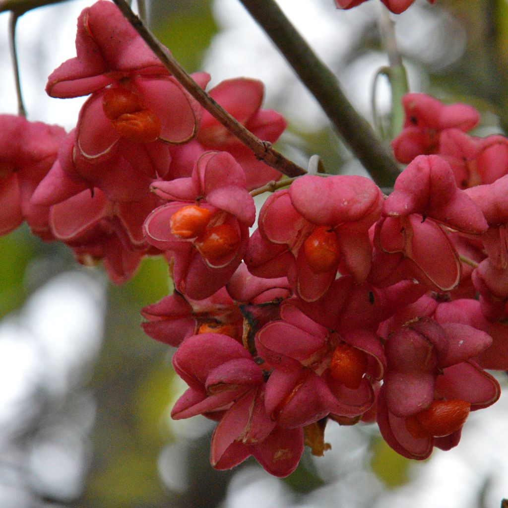 Euonymus europaeus Red Cascade - Fusain d'Europe