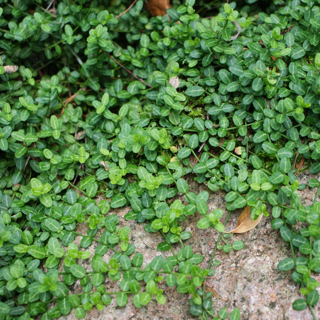 Euonymus fortunei Minimus - Fusain rampant