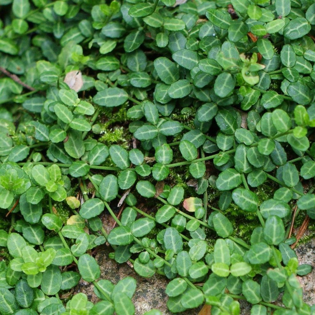 Euonymus fortunei Minimus - Fusain rampant